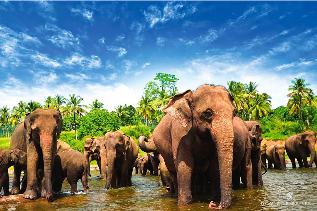 Kultur, Natur und Tierwelt Sri Lankas mit 1 Woche Aufenthalt im